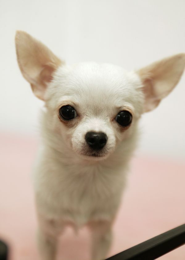 包全眼睛 幼儿园大班肥壮教案 (儿童眼睛包扎的照片)