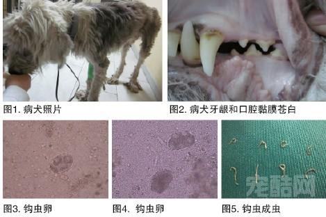 主要包括十二指肠钩口线虫,美洲板口线虫,锡兰钩口线虫,犬钩口线虫